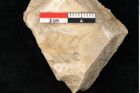 Foto (Detailansicht) von Aspidium filix mas Sw. (NHMW-GEO-2024-0188-11333)